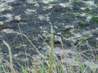 IVRESSE MARINE - Poème de Silvaine Arabo