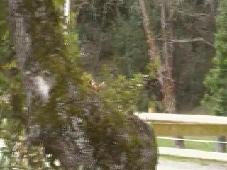 Charlotte Royan Dress