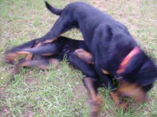 trio de chiens en ballade mai 2014
