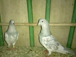 pakistani pigeon kabootar Hassan raza  For Rawalpindi 2014