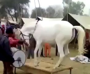 Amazing art of dance with Horse