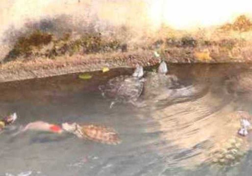 Turtles Chase Laser in Hong Kong Monastery