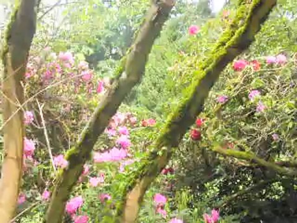 Arbres "la Balaine" dans l'Allier.......03.