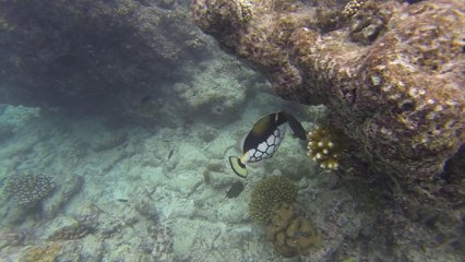 Snorkeling Maledives Kuramathi