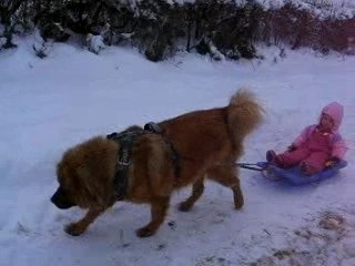 dogue di tibet au traineau