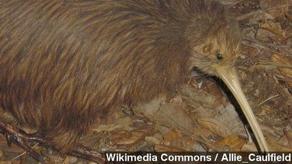 Kiwi Birds Not Related To Emus After All, Study Says