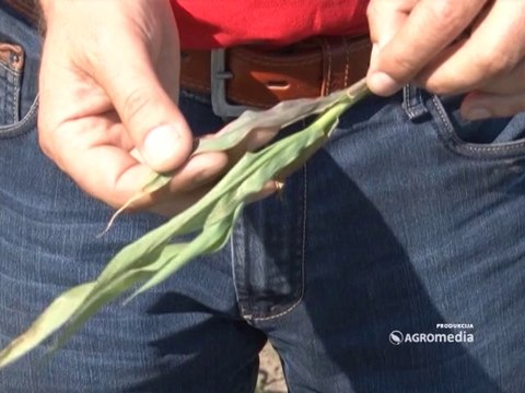 Galenika Fitofarmacija, Zaštita kukuruza _349 _ 24.05.2014.