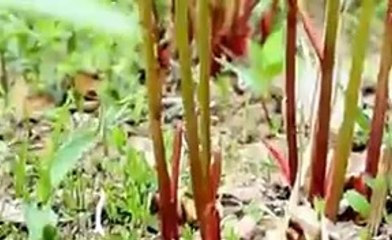 바카라잘하는법바카라사이트≪≪ kdma77.com ≫≫바카라잘하는법바카라게임싸이트