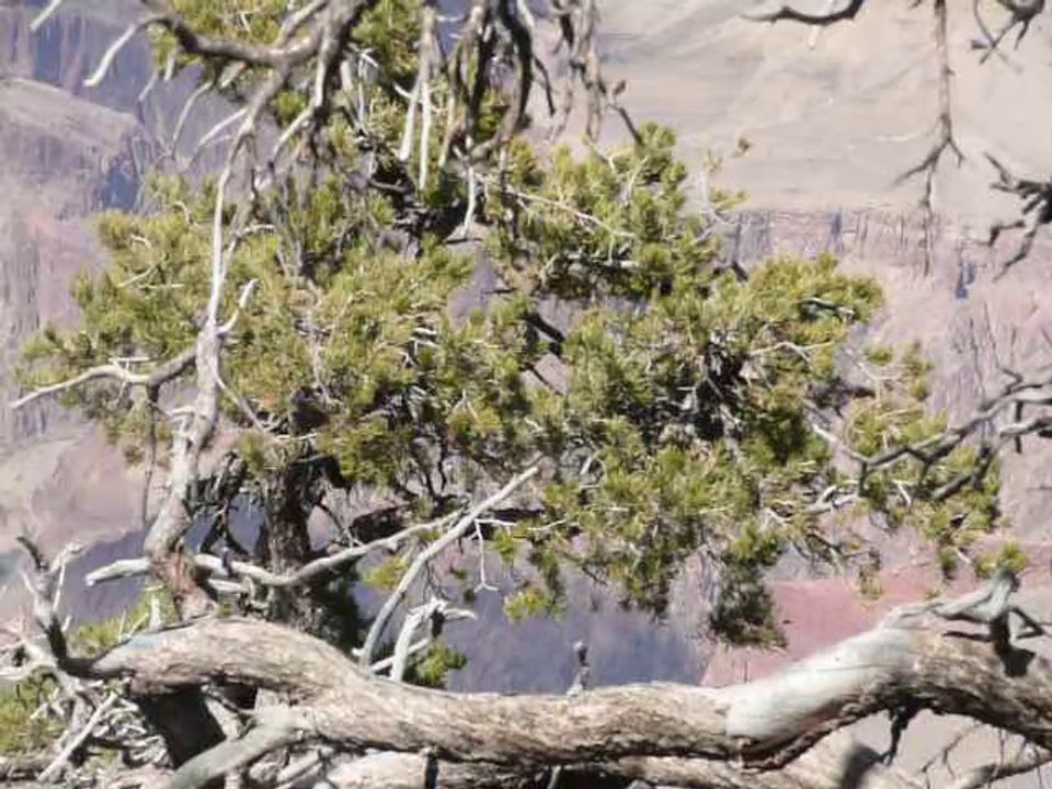 GRAND CANYON 026