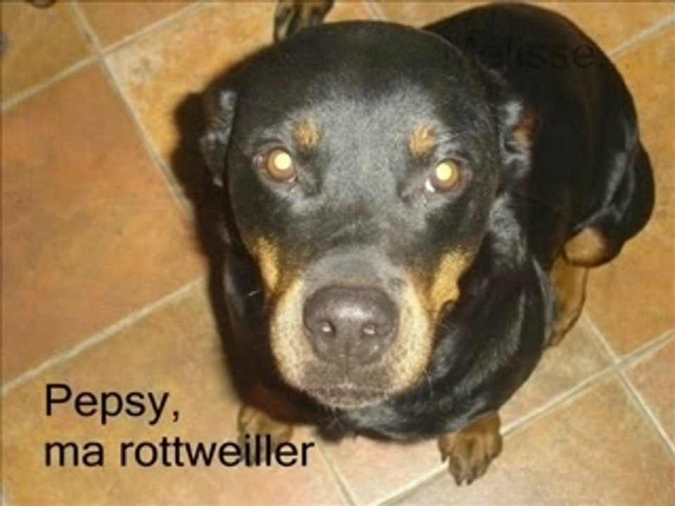 mes animaux