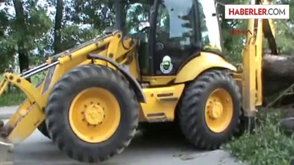 İnegöl Kökleri Çürüyen Çınar Ağacı Devrildi