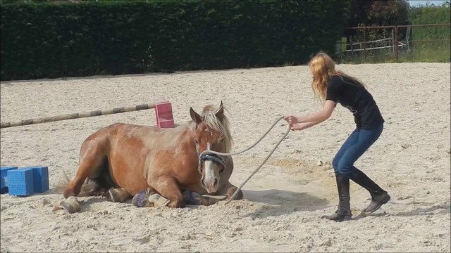 Viking mai 2014 travail sur le plat/obstacle/liberté