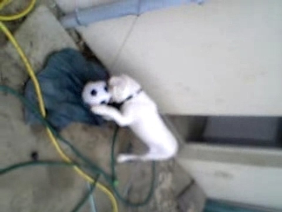 MOL006