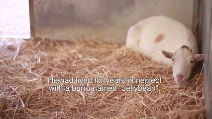 Sauver une chèvre abandonnée, pas loin de la mort!