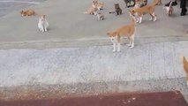 Incredible Cat Island in Japan!