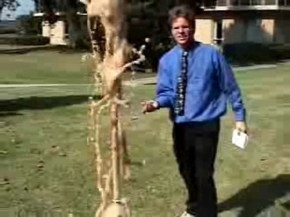 Humour - - Regis et le coca