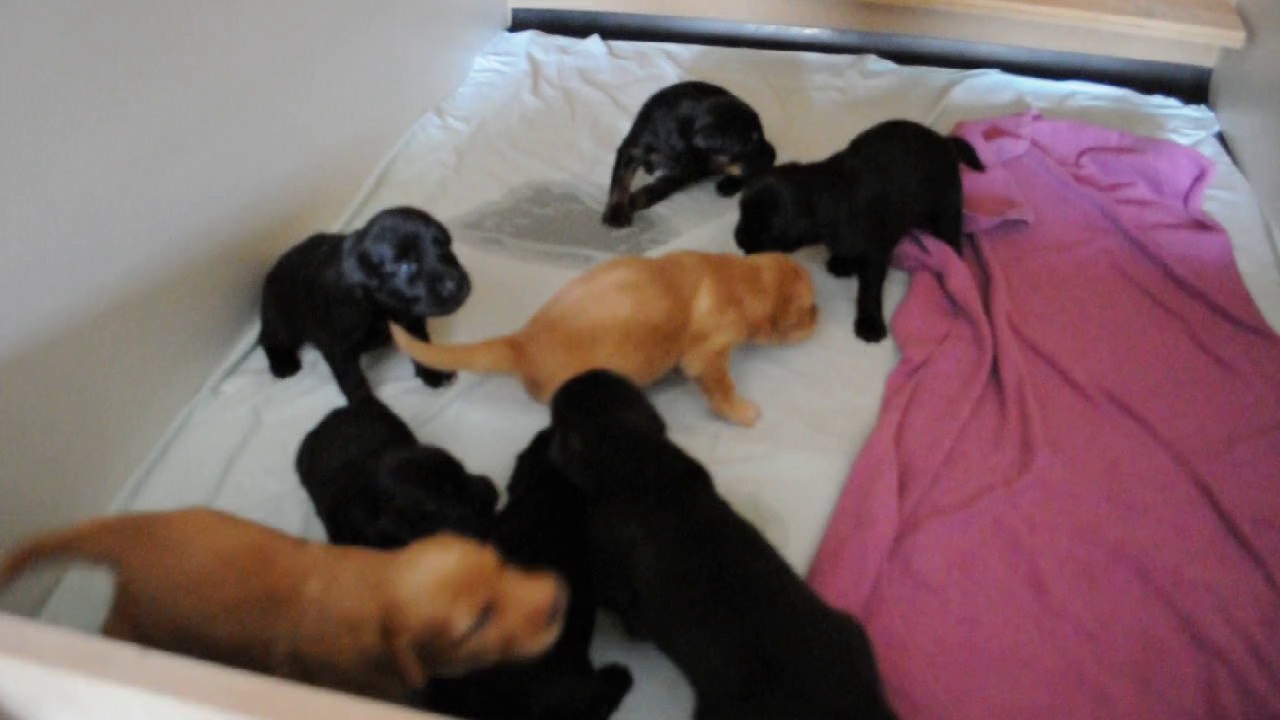 chiots au réveil 250514