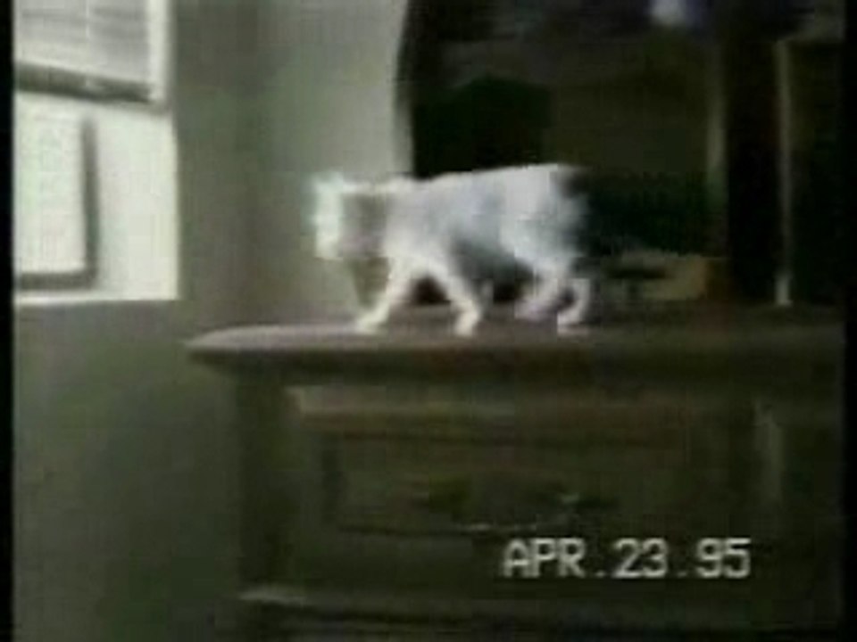 C'est_con_un_chat!!