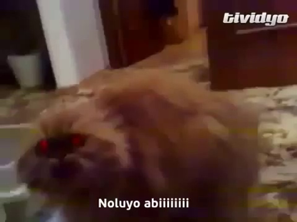 Ruslara Derdini Anlatmaya Çalışan Türk Kedisi