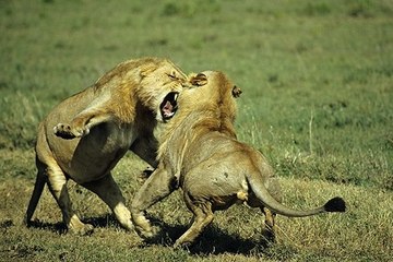 Lions Dangerous Attack on Animals - Lions fighting to death