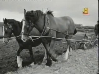 Historia: Caballos de trabajo