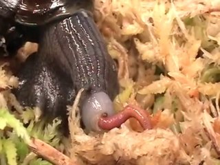 Salyangozun Saldırma Anı