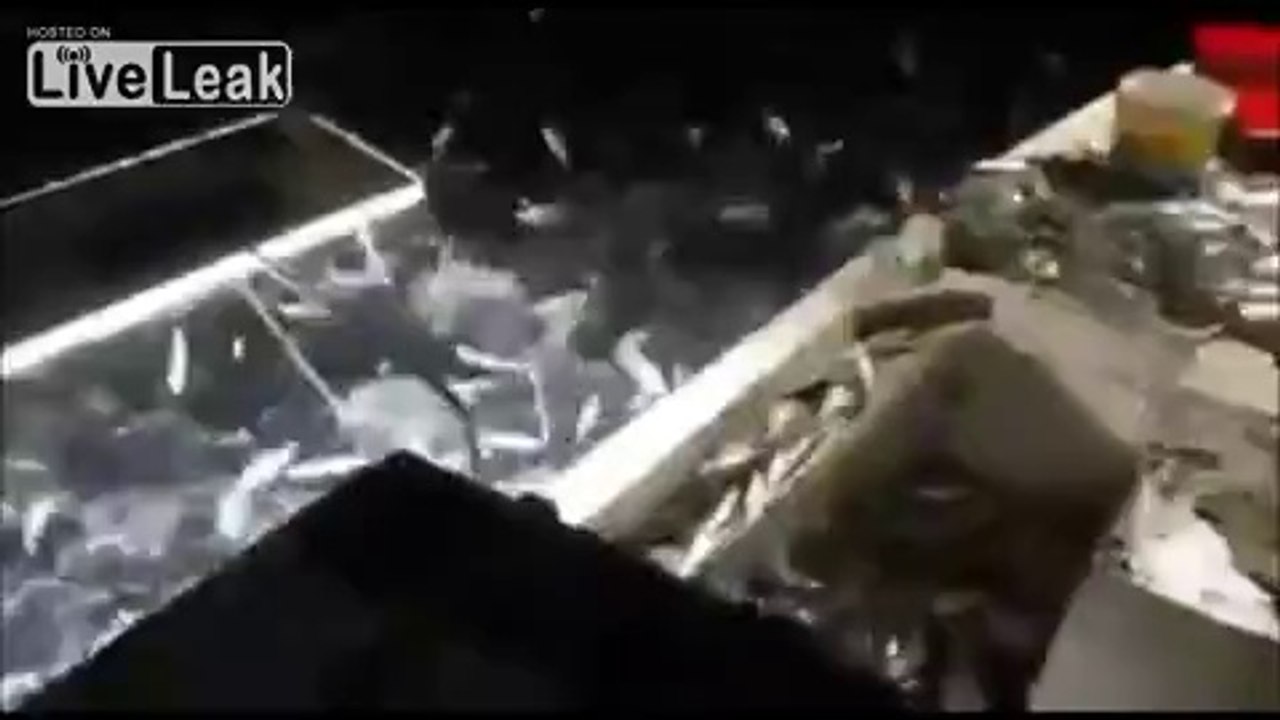 Lübnan'da dinamitle nasıl avlıyorlar