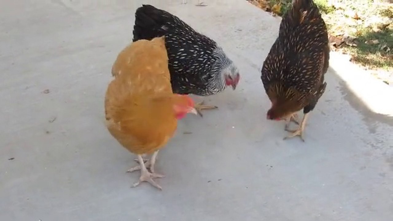 Tavukların Lazer Işığıyla İmtihanı :))