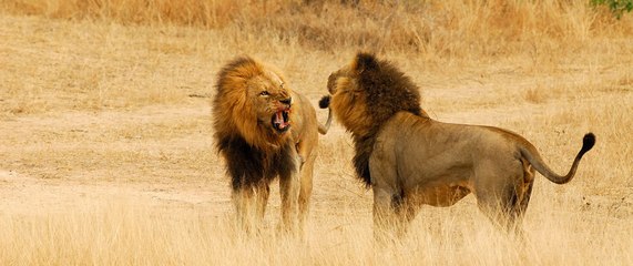 Lions Dangerous Team Attack - Lions fighting to death