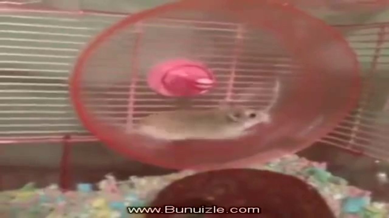 Uçan Fare Gördünüzmü Hiç