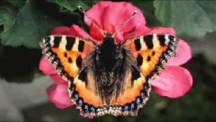 Le temps des fleurs      interprété   par  Mary