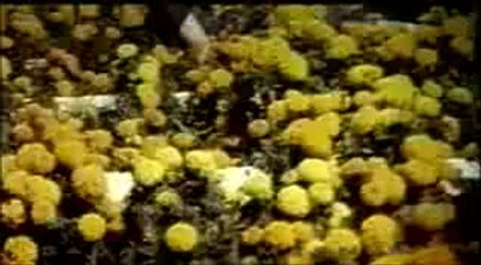 chhuu le agar tujhko hawaa - resham