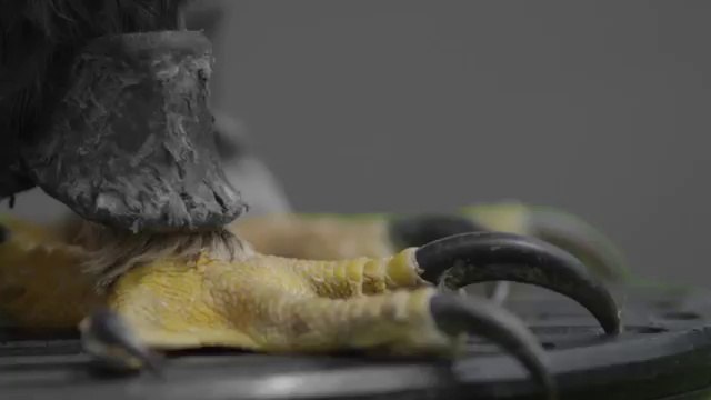 Adidas Battle Pack Adler überreicht Müller, Özil und Poldi die WM-Schuhe - Fußball-WM 2014)