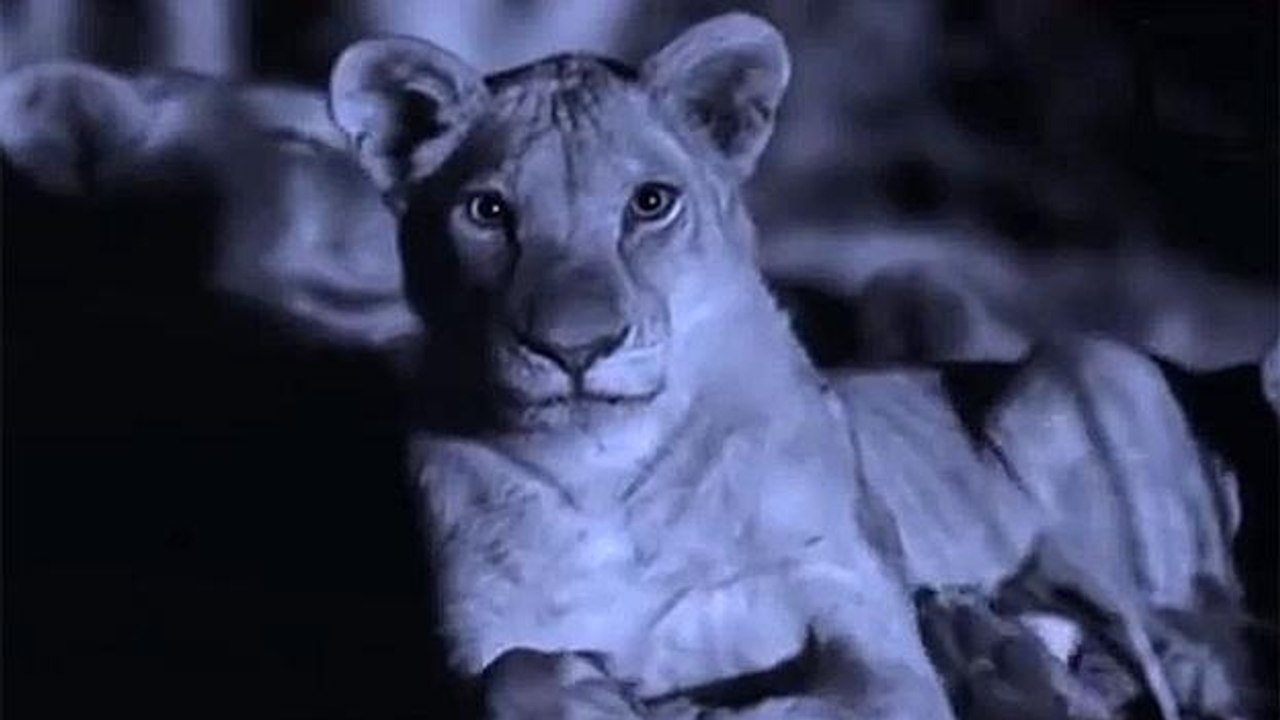 Lions DEADLY ATTACK as a Team - Lions fighting to death - video Dailymotion