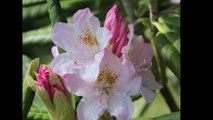 MON JARDIN et SES FLEURS  26.5.2014