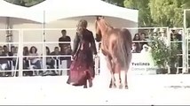 very cute horse dance nice to watch.