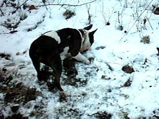 SORTIE BULLESQUE ( FORÊT D'LA HARDT ) 2