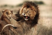 Lions fighting to death - Lions ATTACK on ANIMALS