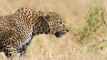 Leopard BATTLE FOR SURVIVE - Lions fighting to death
