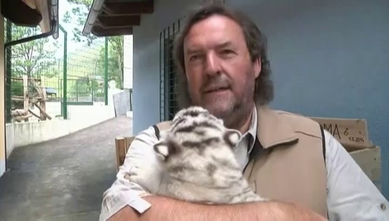 Cinq tigres blancs sont nés dans un zoo en Autriche