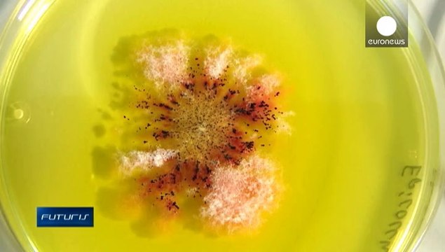 El desconocido mundo de los microorganismos marinos y sus posibles utilidades en medicina