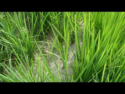 RICE KI DIRECT SOWING PROGRAM KI FARMAESH DR.ASHRAF SAHIBZADA