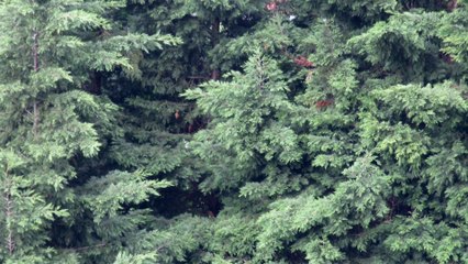 Juan Manuel Yanke - El ángel de los bosques