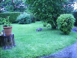 Jaudy,une tête de mule