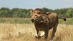 Lions DEADLY ATTACK in AFRICA - Lions fighting to death