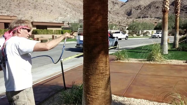 NATURAL PALM TREE RESTORING RESTORE utility patent pending