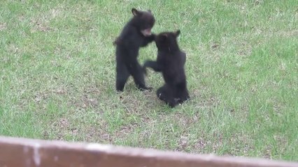 Download Video: Baby bears fighting - Bear Battle Royale