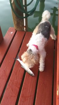 Cute dog meet his first fish! Hilarious...