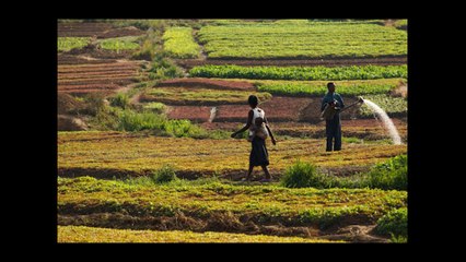 Shalom RDC - Priere Pour La RDC: Pluie De Raffraichissement & Restauration (Job 14)