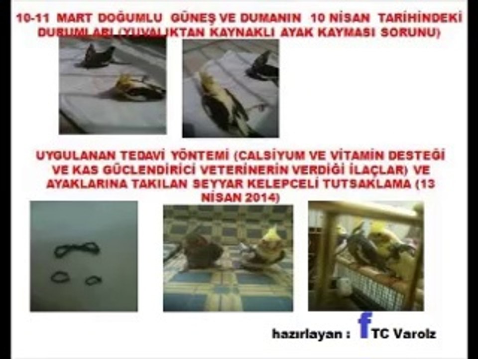 kuş yavrularında yelpaze ayak ve tedavisi